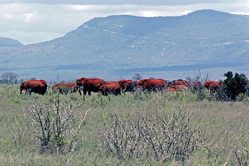 Kenia (461)